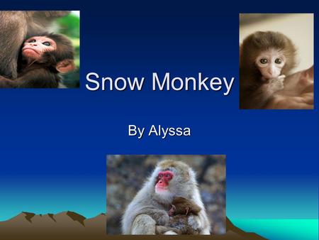 Snow Monkey By Alyssa A Snow Monkey has a good coat of fur because they live in cold weather.