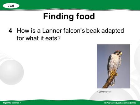 Finding food 4 How is a Lanner falcon’s beak adapted for what it eats?