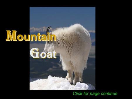 M ountain G oat M ountain G oat Click for page continue.