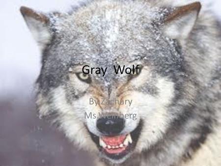 Gray Wolf By Zachary Ms.Weinberg.
