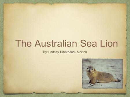 The Australian Sea Lion By:Lindsay Birckhead- Morton.
