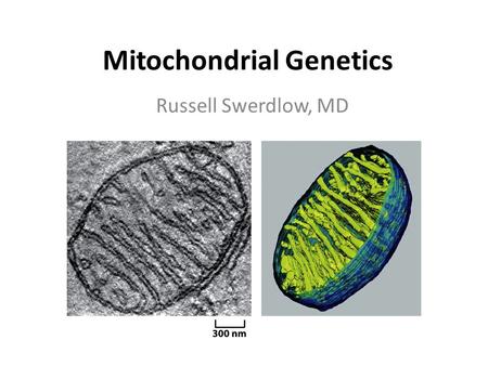 Mitochondrial Genetics Russell Swerdlow, MD. Figure 14-71 Molecular Biology of the Cell (© Garland Science 2008) -Once O2 starts getting made, it reacts.