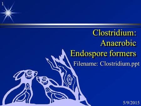 1 5/9/2015 Clostridium: Anaerobic Endospore formers Filename: Clostridium.ppt.