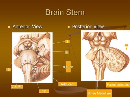 Brain Stem Anterior View Posterior View 3 4 9,10,11 5 Adducent