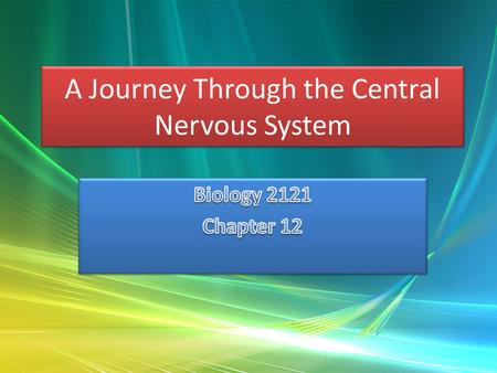 A Journey Through the Central Nervous System. Stimulus travels towards the spinal cord – Via somatic sensory neuron Dorsal root ganglion – Collection.