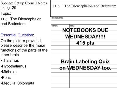 Sponge: Set up Cornell Notes on pg. 29 Topic: 11.6 The Diencephalon and Brainstem Essential Question: On the picture provided, please describe the major.