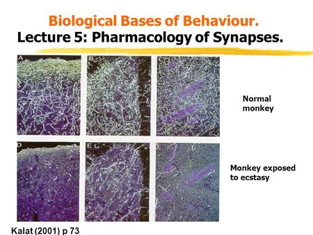 Biological Bases of Behaviour. Lecture 5: Pharmacology of Synapses. Normal monkey Monkey exposed to ecstasy Kalat (2001) p 73.