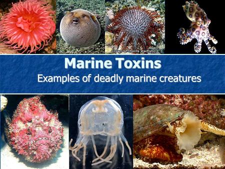 Marine Toxins Examples of deadly marine creatures.