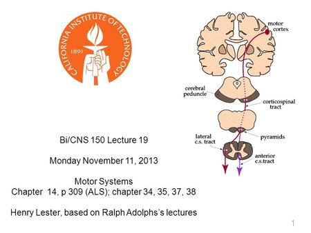 1 Bi/CNS 150 Lecture 19 Monday November 11, 2013 Motor Systems Chapter 14, p 309 (ALS); chapter 34, 35, 37, 38 Henry Lester, based on Ralph Adolphs’s lectures.