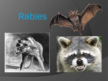 Rabies.
