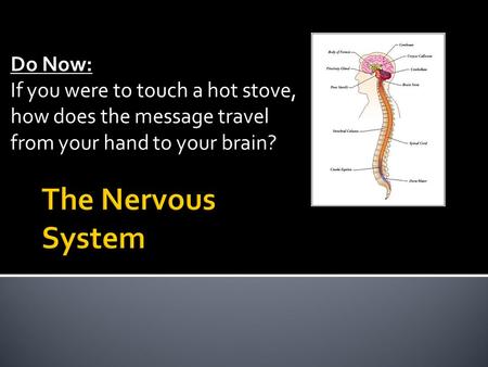 Do Now: If you were to touch a hot stove, how does the message travel from your hand to your brain?