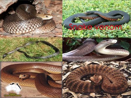  Brown snake venom contains potent toxins in venom that cause paralysis or muscle weakness. Also present are postsynaptic neurotoxins, which are less.