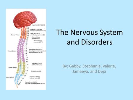 The Nervous System and Disorders By: Gabby, Stephanie, Valerie, Jamaeya, and Deja.