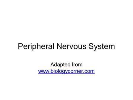 Peripheral Nervous System Adapted from www.biologycorner.com www.biologycorner.com.