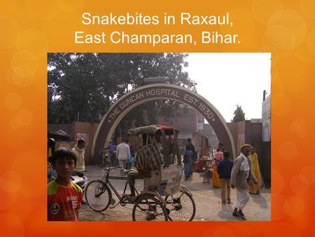 Snakebites in Raxaul, East Champaran, Bihar.. Raxaulul Nepal.