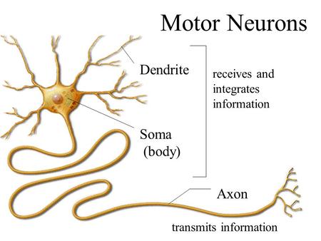Dendrite Soma (body) Axon receives and integrates information Motor Neurons transmits information.