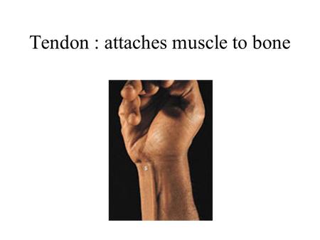 Tendon : attaches muscle to bone. Fascia : encloses muscles and separates them into groups.