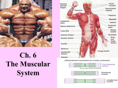 Ch. 6 The Muscular System.