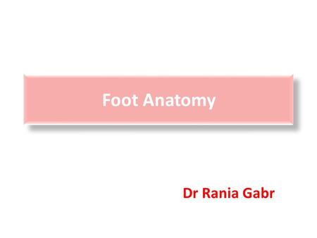 Foot Anatomy Dr Rania Gabr.