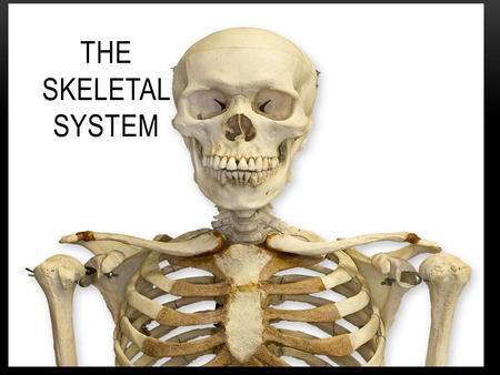 THE SKELETAL SYSTEM. STRUCTURE OF THE SKELETAL SYSTEM  The skeletal system consist of 2 major parts: - Bones - Tissues such as: 1.Tendons 2. Ligaments.