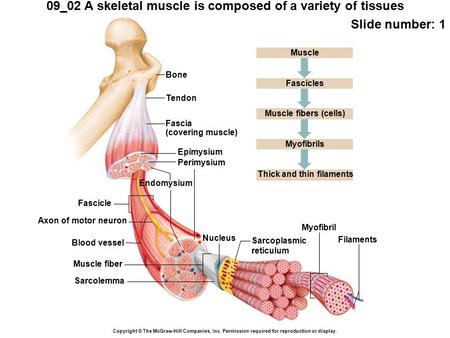 09_02 A skeletal muscle is composed of a variety of tissues