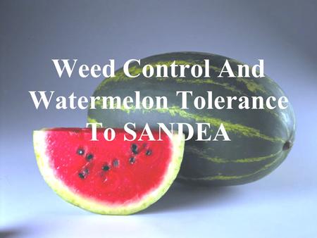 Weed Control And Watermelon Tolerance To SANDEA. Herbicides Labeled for Watermelons 1.Gramoxone,Boa (paraquat)…..…Preplant, Row Middles 2.Roundup, others.