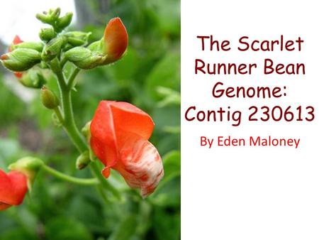 The Scarlet Runner Bean Genome: Contig 230613 By Eden Maloney.