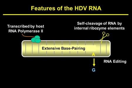 Features of the HDV RNA Extensive Base-Pairing Transcribed by host RNA Polymerase II Self-cleavage of RNA by internal ribozyme elements A G RNA Editing.