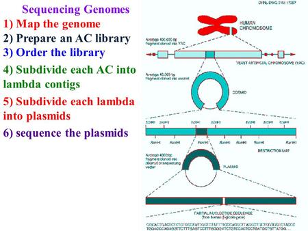 Sequencing Genomes 1) Map the genome 2) Prepare an AC library 3) Order the library 4) Subdivide each AC into lambda contigs 5) Subdivide each lambda into.