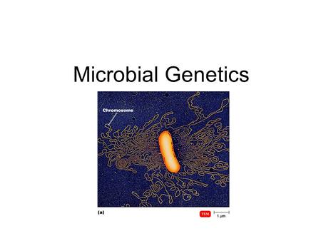 Microbial Genetics. What is the genetic material?  DNA Nucleotide base pairs  A-T, C-G Chromosomes  Bacteria: circular  Chromatin  Genetics Genes.