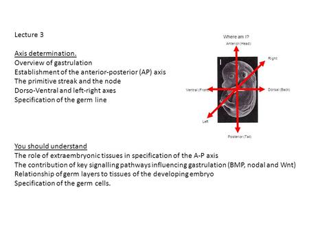 Overview of gastrulation