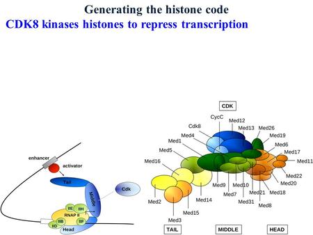Generating the histone code CDK8 kinases histones to repress transcription.