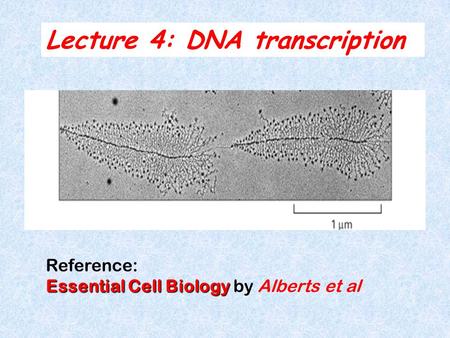 Lecture 4: DNA transcription