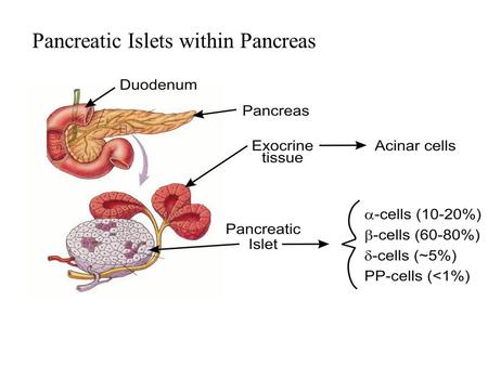 Pancreatic Islets within Pancreas. Modulators of Insulin Secretion.