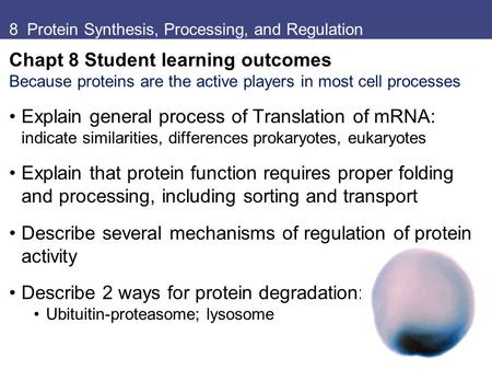 8 Protein Synthesis, Processing, and Regulation