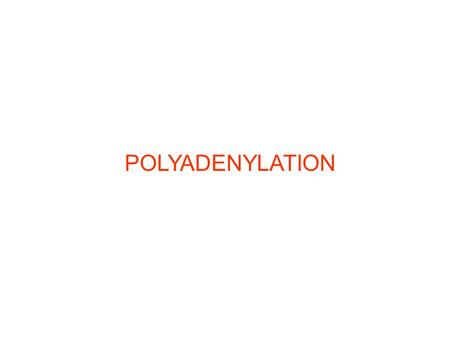 POLYADENYLATION. Post-transcriptional Processes II: Pre-mRNA Polyadenylation Most cytoplasmic mRNAs have a polyA tail (3’ end) of 50-250 Adenylates –a.