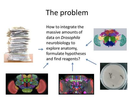 The problem How to integrate the massive amounts of data on Drosophila neurobiology to explore anatomy, formulate hypotheses and find reagents?