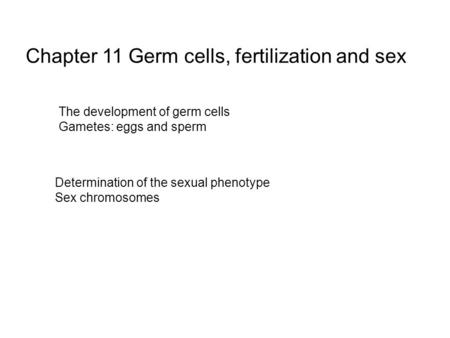 Chapter 11 Germ cells, fertilization and sex The development of germ cells Gametes: eggs and sperm Determination of the sexual phenotype Sex chromosomes.