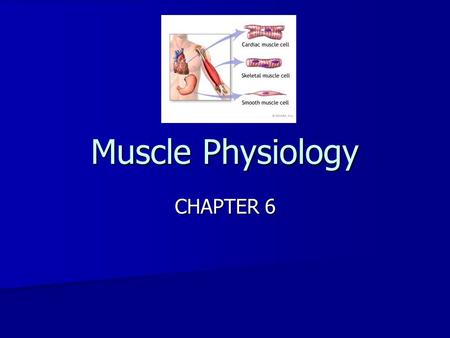 Muscle Physiology CHAPTER 6. Muscle Physiology Questions to ponder….. Can I turn fat into muscle if I start working out? Body fat and muscle are two completely.