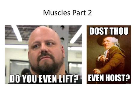Muscles Part 2. By the end of this class you should understand: The behavior of muscle fibers and motor neurons as a motor unit The comparative behaviors.