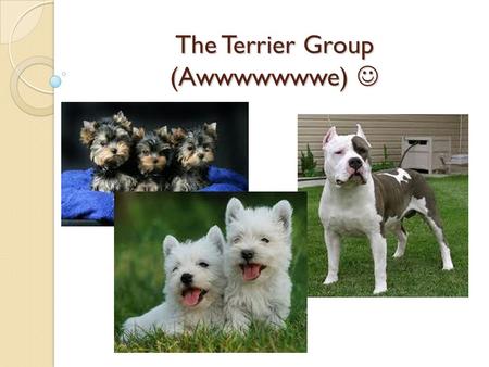 The Terrier Group (Awwwwwwwe) The Terrier Group (Awwwwwwwe)