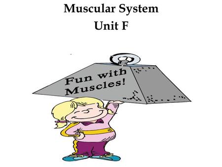 Muscular System Unit F.