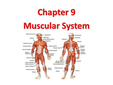Chapter 9 Muscular System