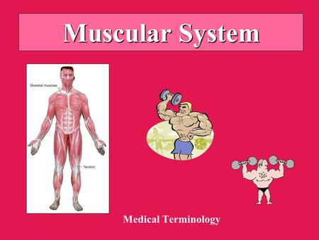 Muscular System Medical Terminology. Anatomy of Muscle Types: –Skeletal (striated; voluntary) –Smooth (non-striated; involuntary) –Cardiac Attachments: