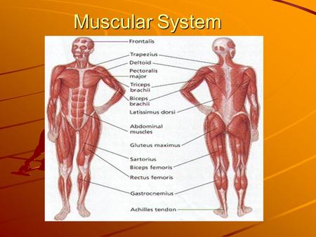 Muscular System. Functions of the muscular system Voluntary movement Involuntary movement Protection of internal organs.
