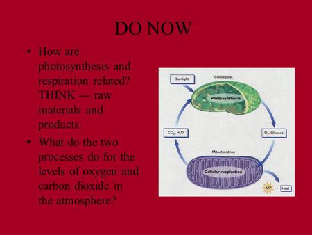 DO NOW How are photosynthesis and respiration related? THINK --- raw materials and products. What do the two processes do for the levels of oxygen and.