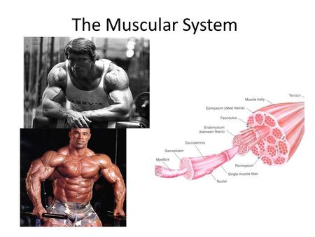 The Muscular System. 3 Types of Muscles A Muscle is Composed of a Variety Of Tissues.