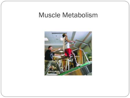 Muscle Metabolism.