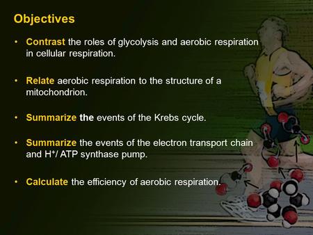 Objectives Contrast the roles of glycolysis and aerobic respiration in cellular respiration. Relate aerobic respiration to the structure of a mitochondrion.