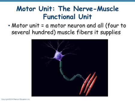 Motor Unit: The Nerve-Muscle Functional Unit